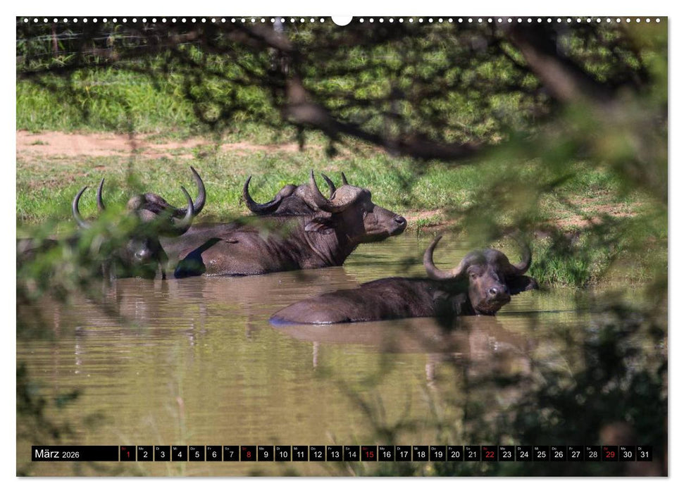 Afrikas wilde Tiere (CALVENDO Wandkalender 2026)