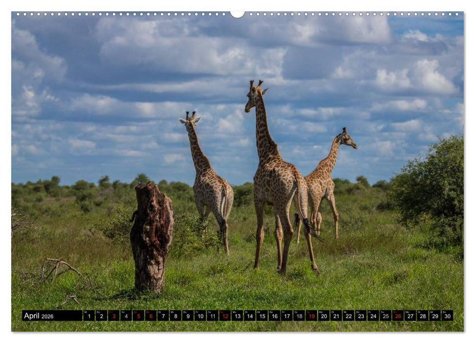 Afrikas wilde Tiere (CALVENDO Wandkalender 2026)