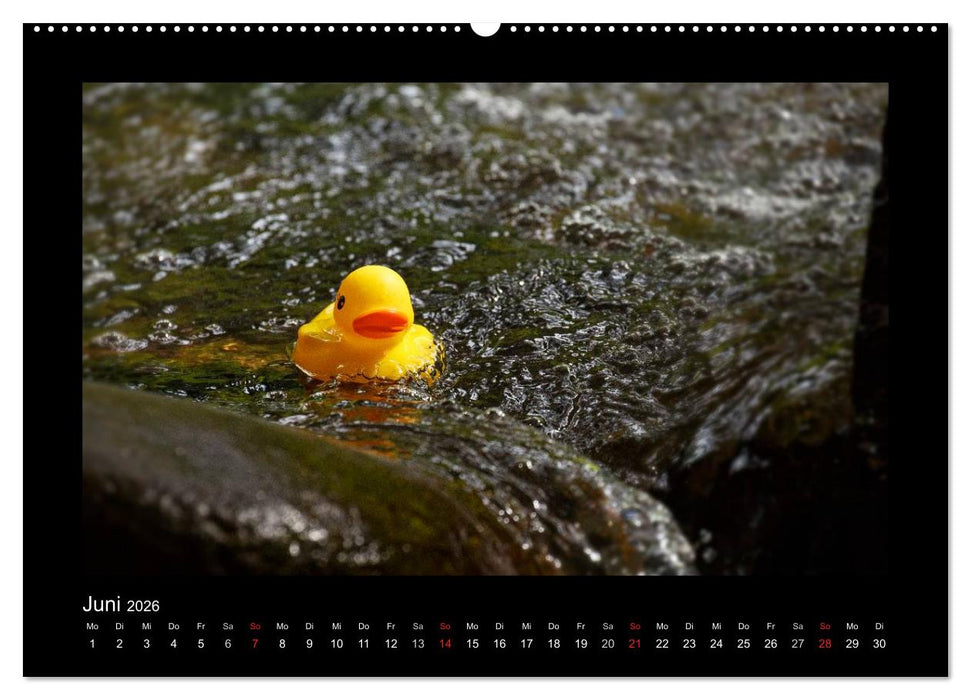 Enten-Rennen (CALVENDO Premium Wandkalender 2026)