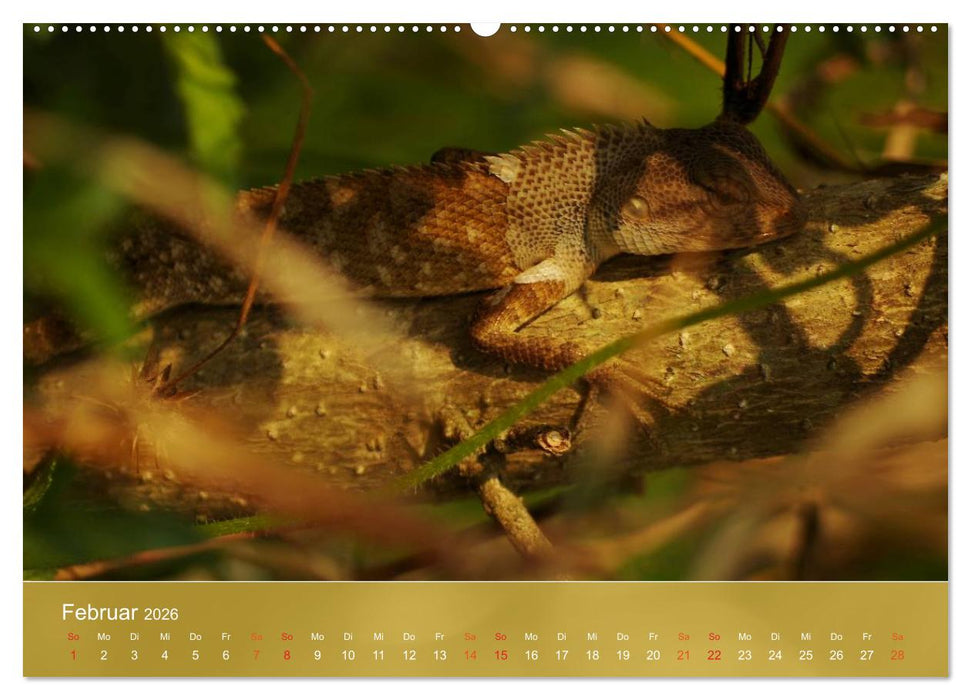Agamen - Echsen aus der Urzeit (CALVENDO Wandkalender 2026)