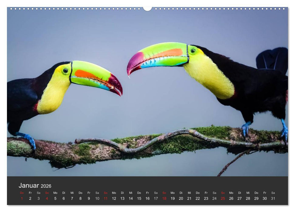 Costa Rica tierisch gut 2026 (CALVENDO Premium Wandkalender 2026)