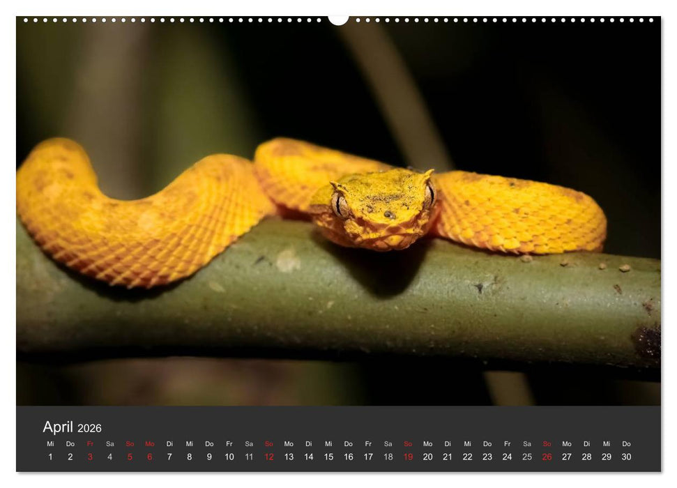 Costa Rica tierisch gut 2026 (CALVENDO Premium Wandkalender 2026)