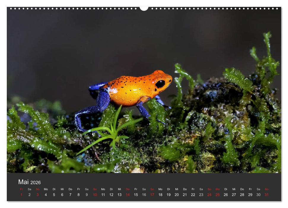 Costa Rica tierisch gut 2026 (CALVENDO Premium Wandkalender 2026)