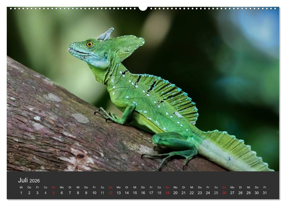 Costa Rica tierisch gut 2026 (CALVENDO Premium Wandkalender 2026)