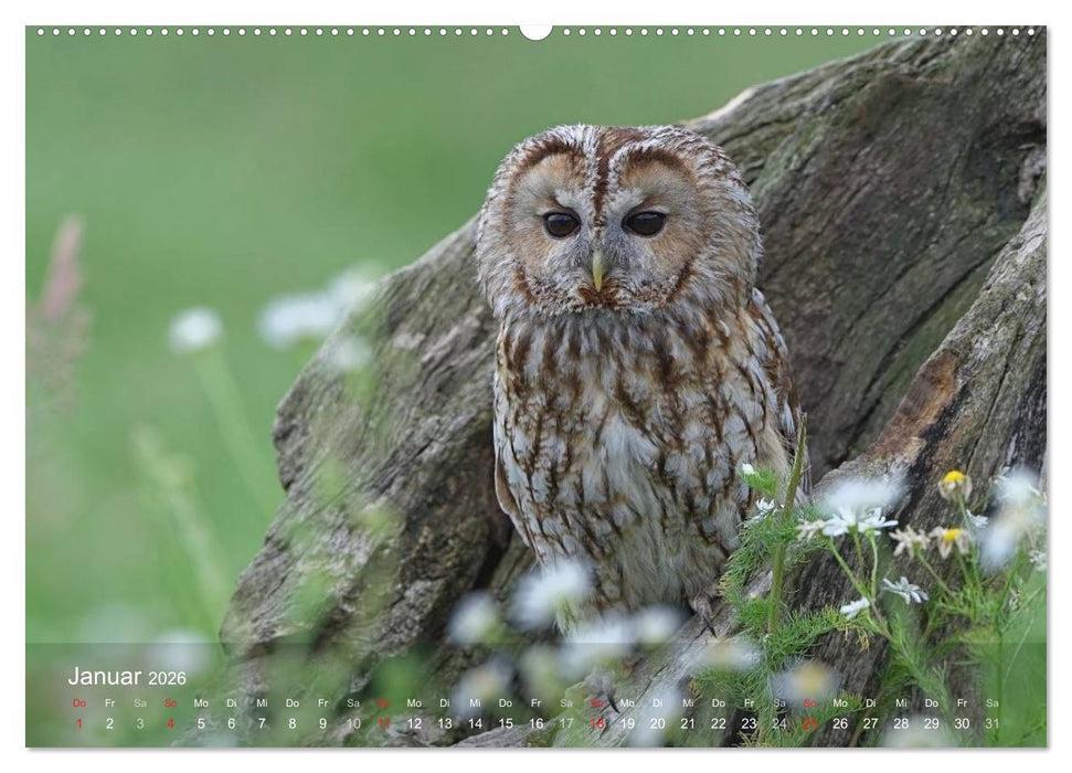 Eulen-Kalender (CALVENDO Premium Wandkalender 2026)
