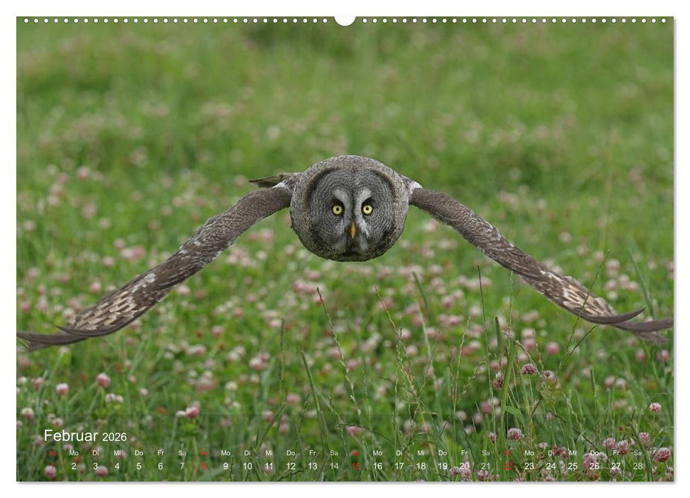 Eulen-Kalender (CALVENDO Premium Wandkalender 2026)