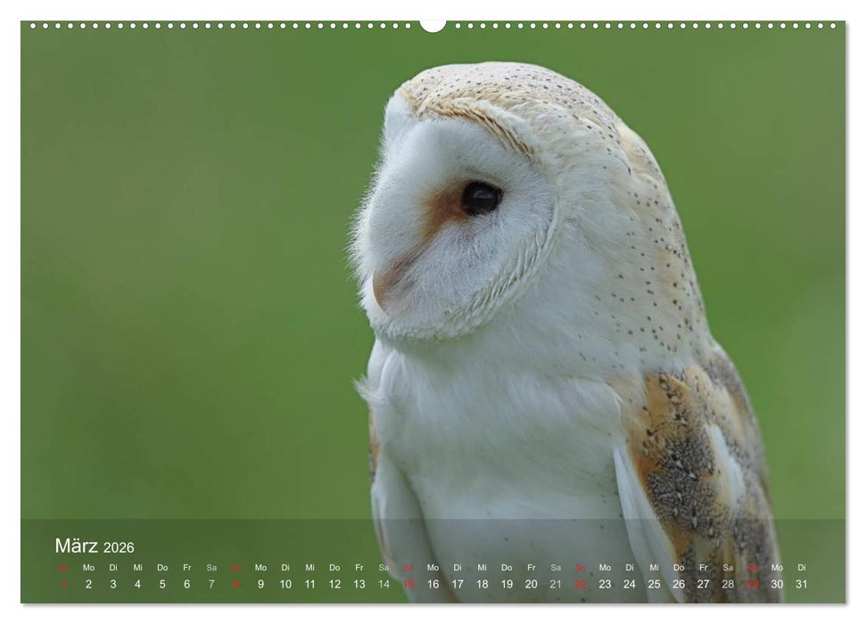 Eulen-Kalender (CALVENDO Premium Wandkalender 2026)