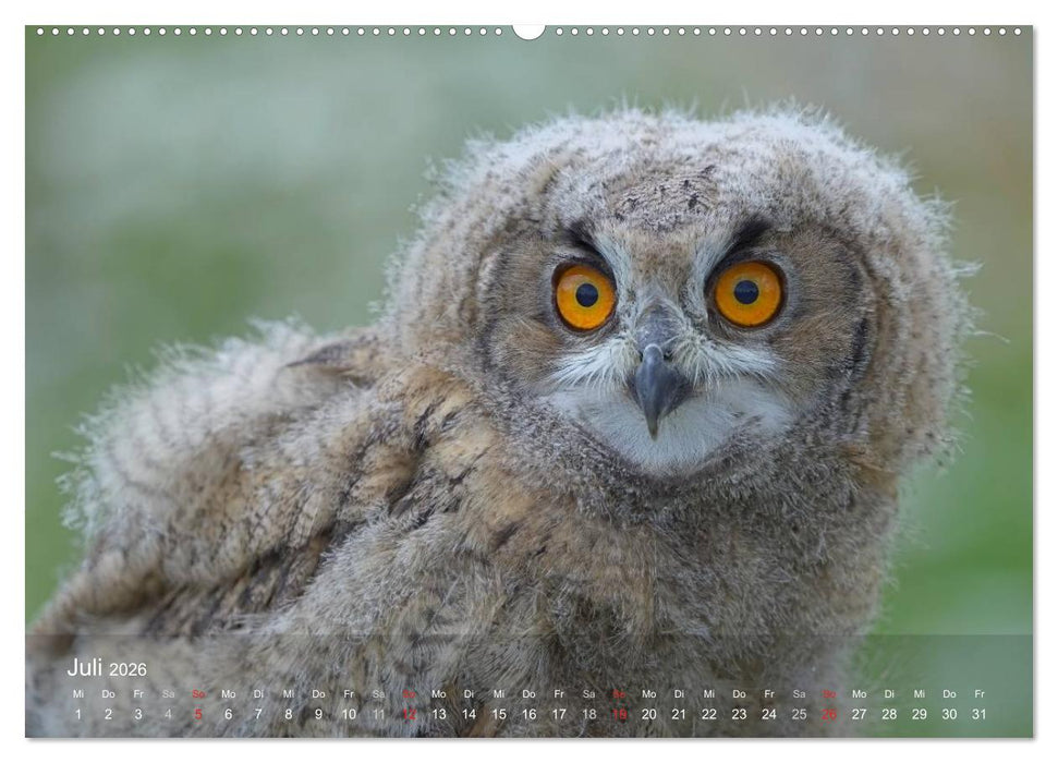 Eulen-Kalender (CALVENDO Premium Wandkalender 2026)