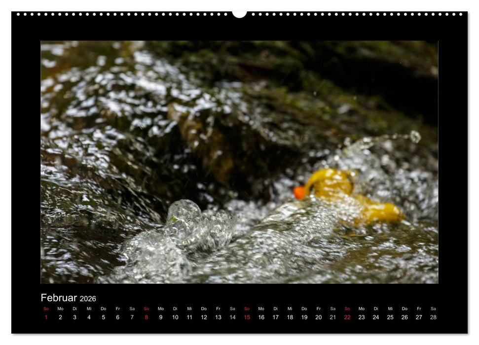 Enten-Rennen (CALVENDO Wandkalender 2026)
