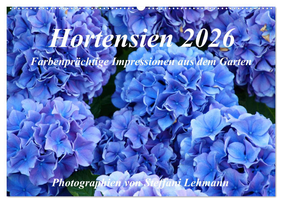 Hortensien 2026. Farbenprächtige Impressionen aus dem Garten (CALVENDO Wandkalender 2026)