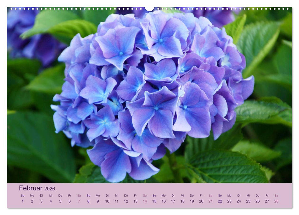 Hortensien 2026. Farbenprächtige Impressionen aus dem Garten (CALVENDO Wandkalender 2026)