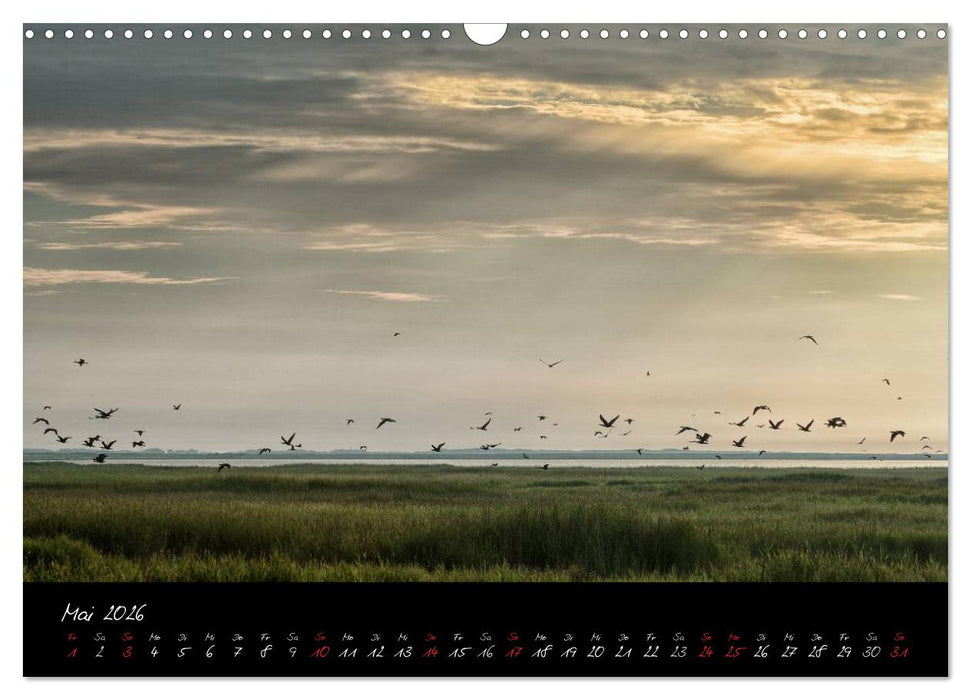 Sommer im Fischland-Darß-Zingst (CALVENDO Wandkalender 2026)