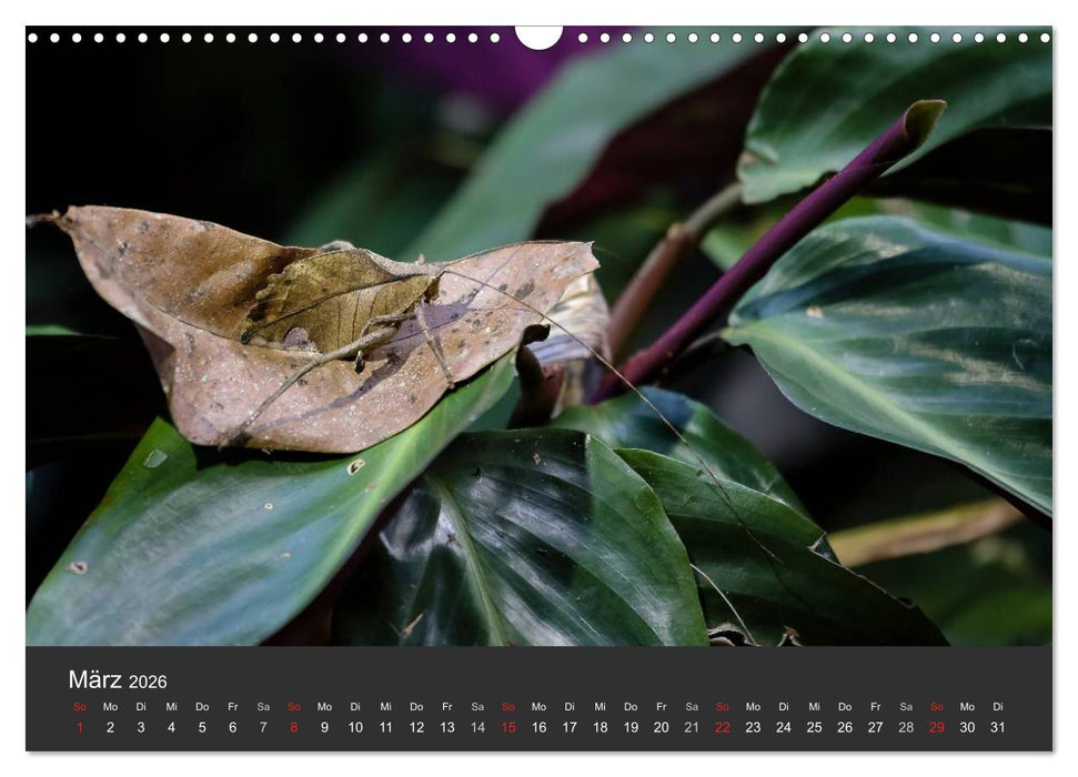 Costa Rica tierisch gut 2026 (CALVENDO Wandkalender 2026)