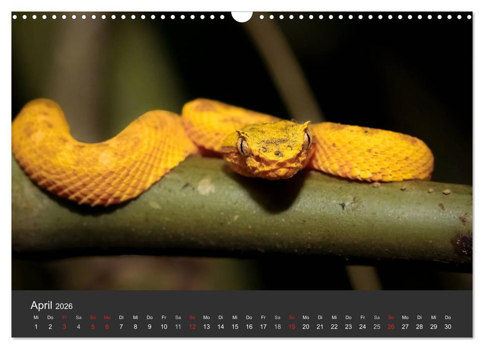 Costa Rica tierisch gut 2026 (CALVENDO Wandkalender 2026)