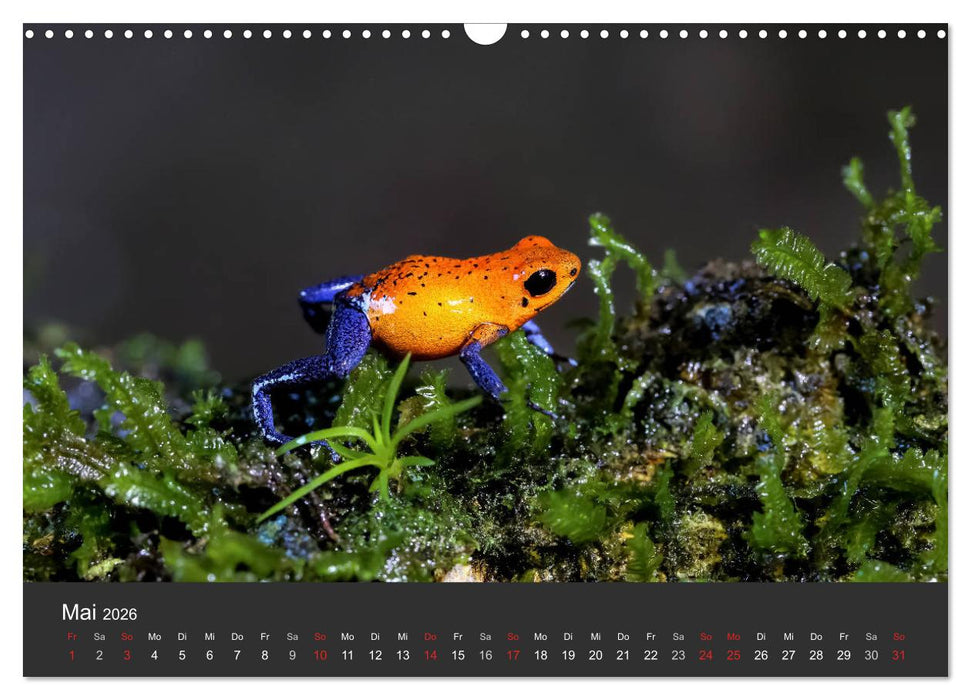 Costa Rica tierisch gut 2026 (CALVENDO Wandkalender 2026)