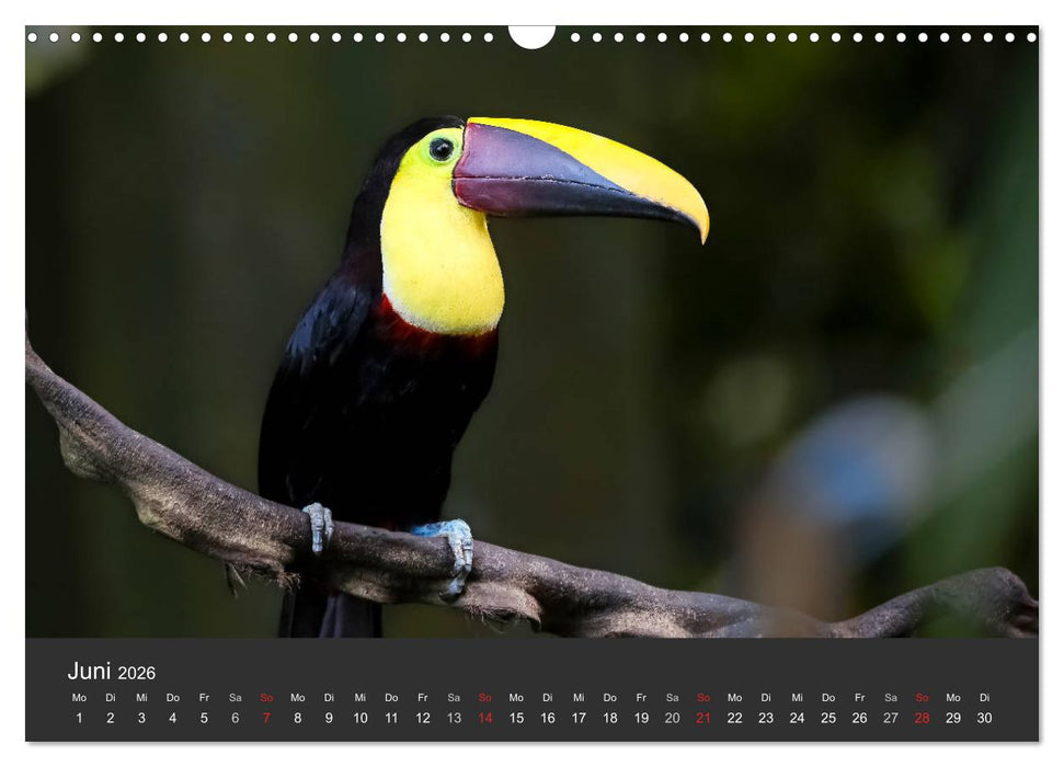 Costa Rica tierisch gut 2026 (CALVENDO Wandkalender 2026)