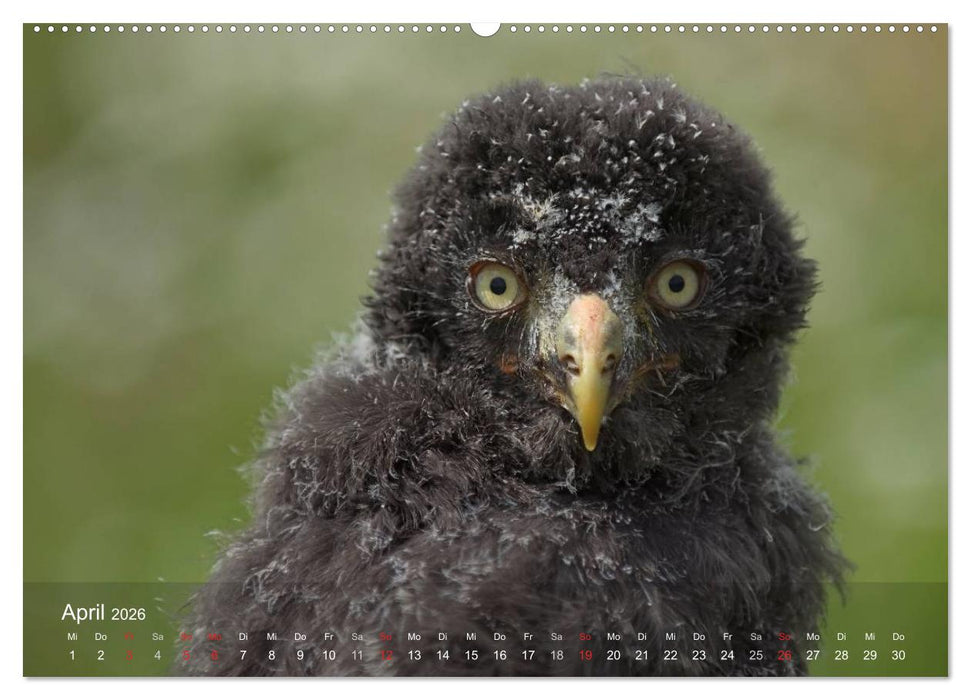 Eulen-Kalender (CALVENDO Wandkalender 2026)