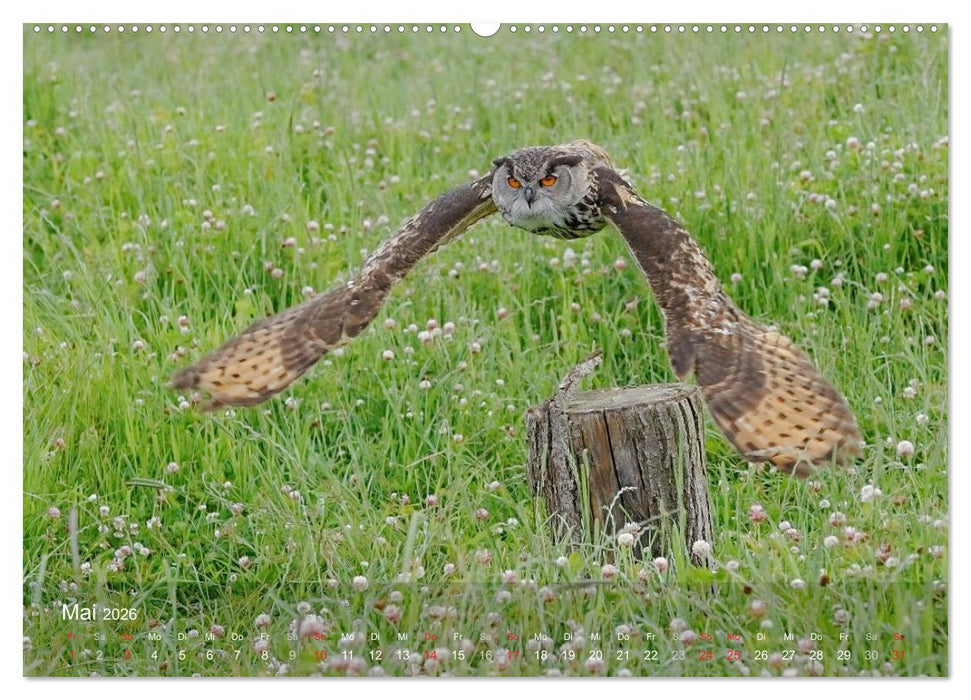 Eulen-Kalender (CALVENDO Wandkalender 2026)