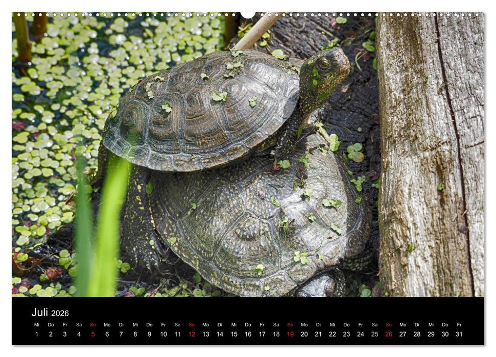 Wasserschildkröten (CALVENDO Premium Wandkalender 2026)