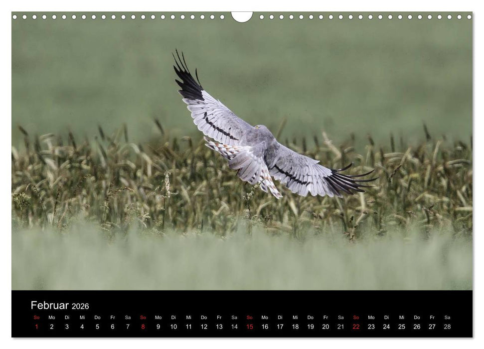 Wiesenweihen in Deutschland (CALVENDO Wandkalender 2026)