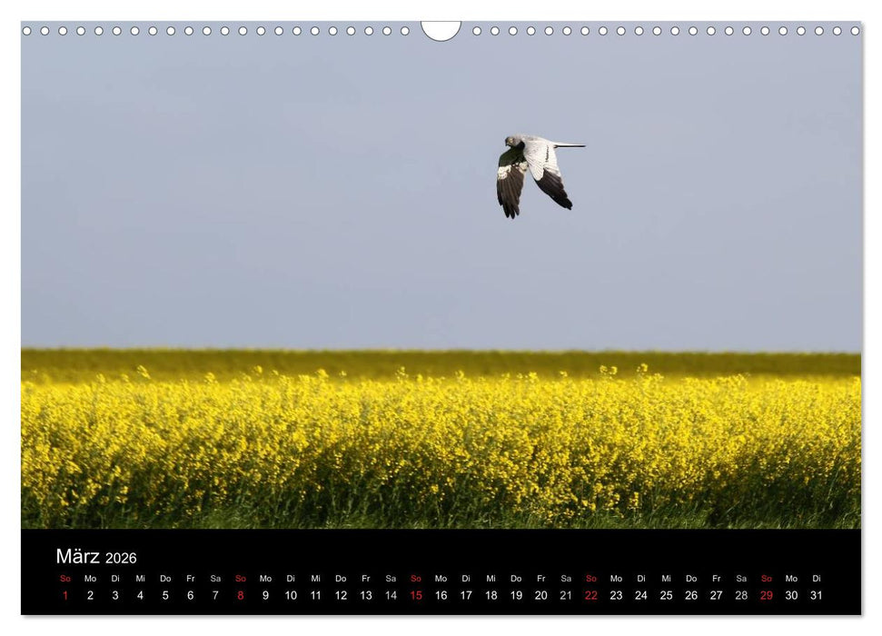 Wiesenweihen in Deutschland (CALVENDO Wandkalender 2026)