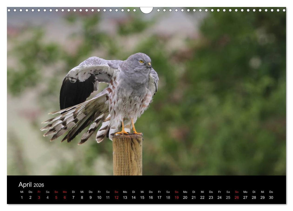 Wiesenweihen in Deutschland (CALVENDO Wandkalender 2026)