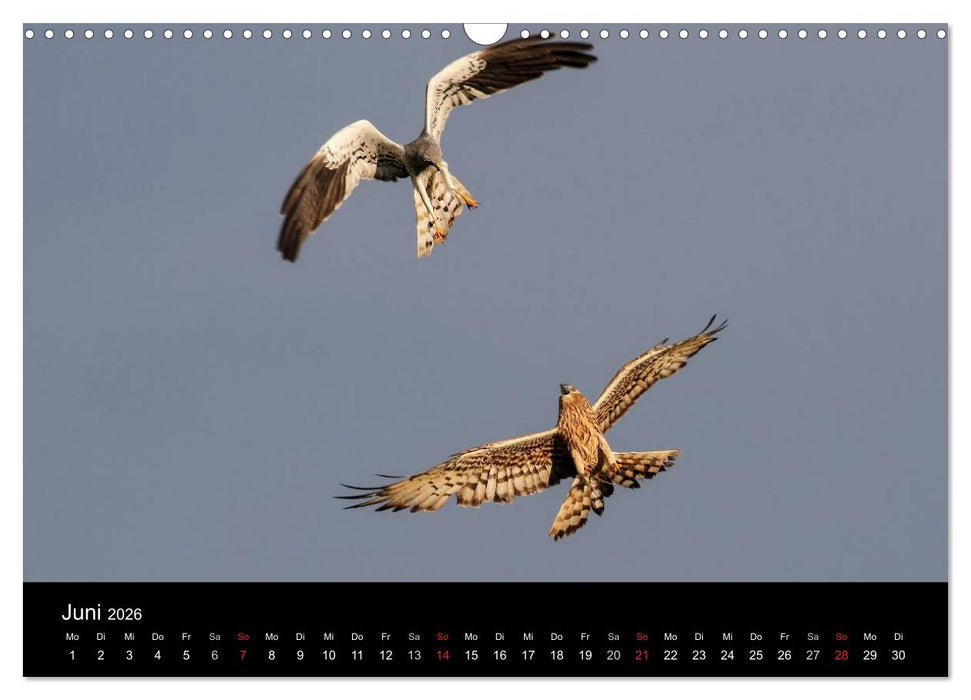 Wiesenweihen in Deutschland (CALVENDO Wandkalender 2026)