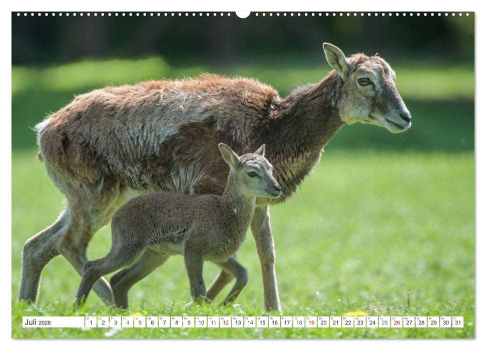Emotionale Momente: Muffelwild. (CALVENDO Premium Wandkalender 2026)