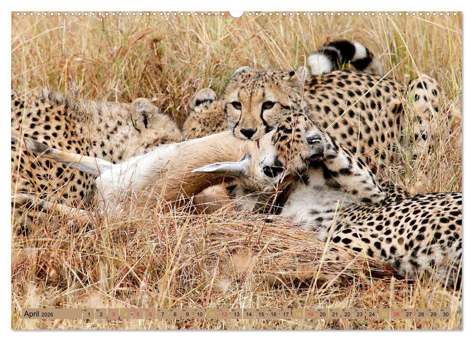 Katzen Afrikas (CALVENDO Premium Wandkalender 2026)
