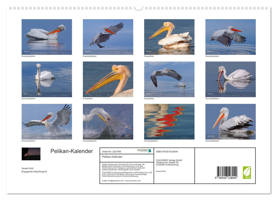 Pelikan-Kalender (CALVENDO Premium Wandkalender 2026)