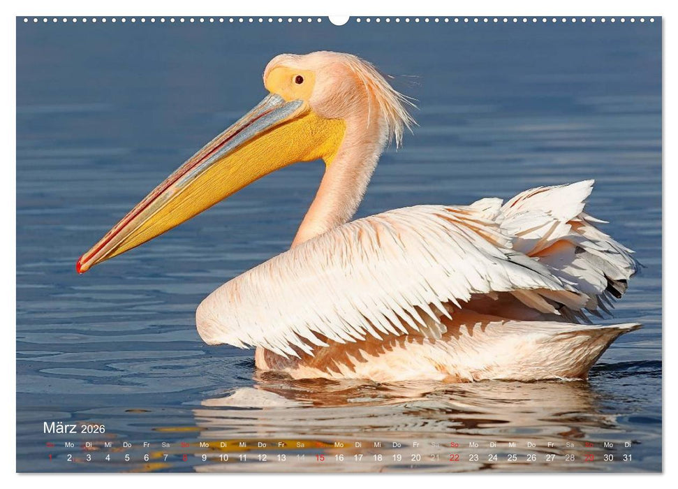 Pelikan-Kalender (CALVENDO Premium Wandkalender 2026)