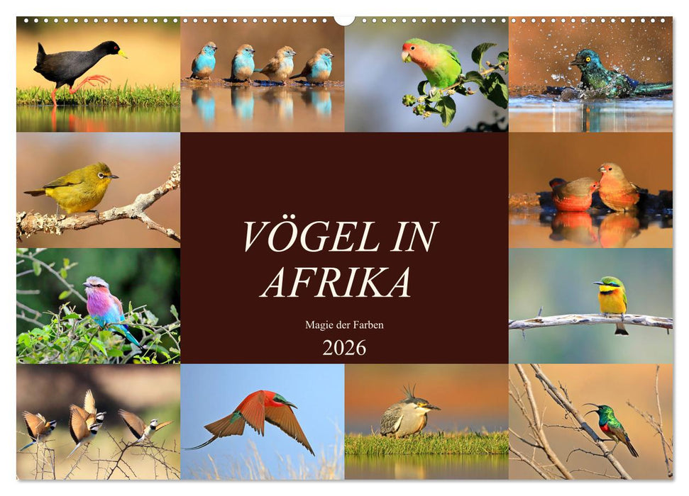Vögel in Afrika - Magie der Farben (CALVENDO Wandkalender 2026)