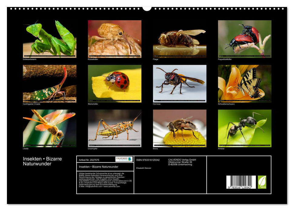 Insekten • Bizarre Naturwunder (CALVENDO Premium Wandkalender 2026)