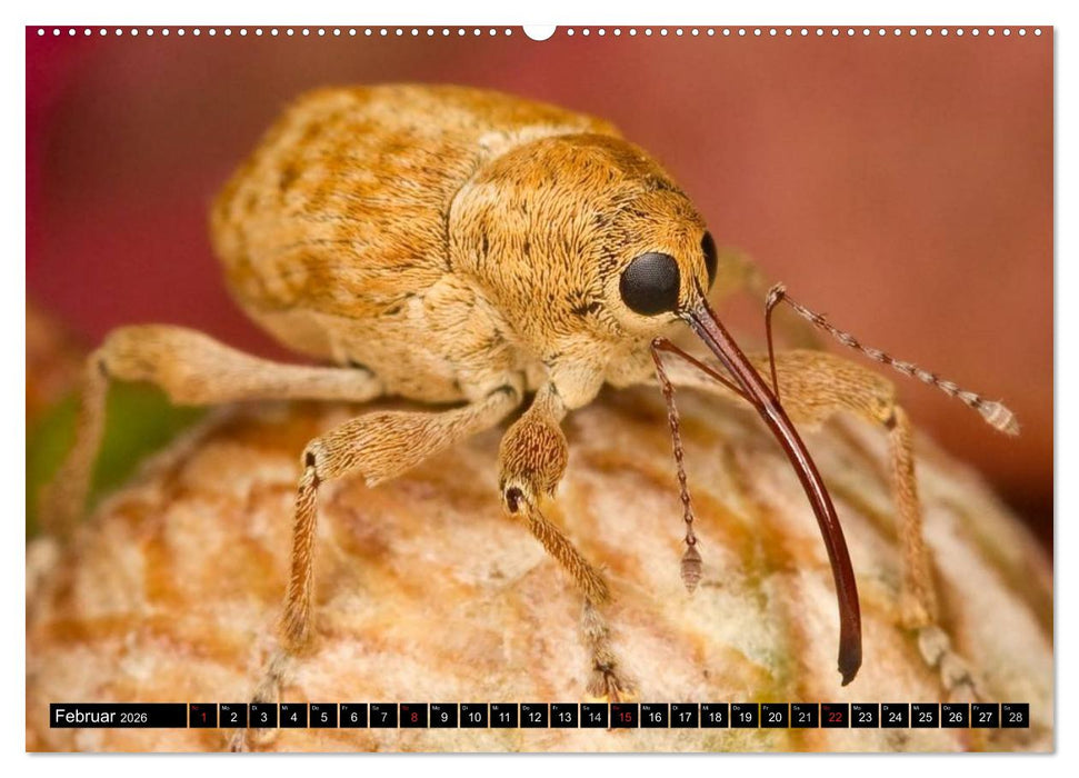 Insekten • Bizarre Naturwunder (CALVENDO Premium Wandkalender 2026)