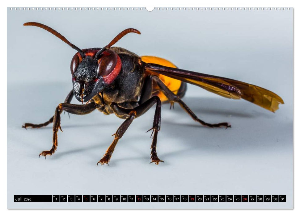 Insekten • Bizarre Naturwunder (CALVENDO Premium Wandkalender 2026)