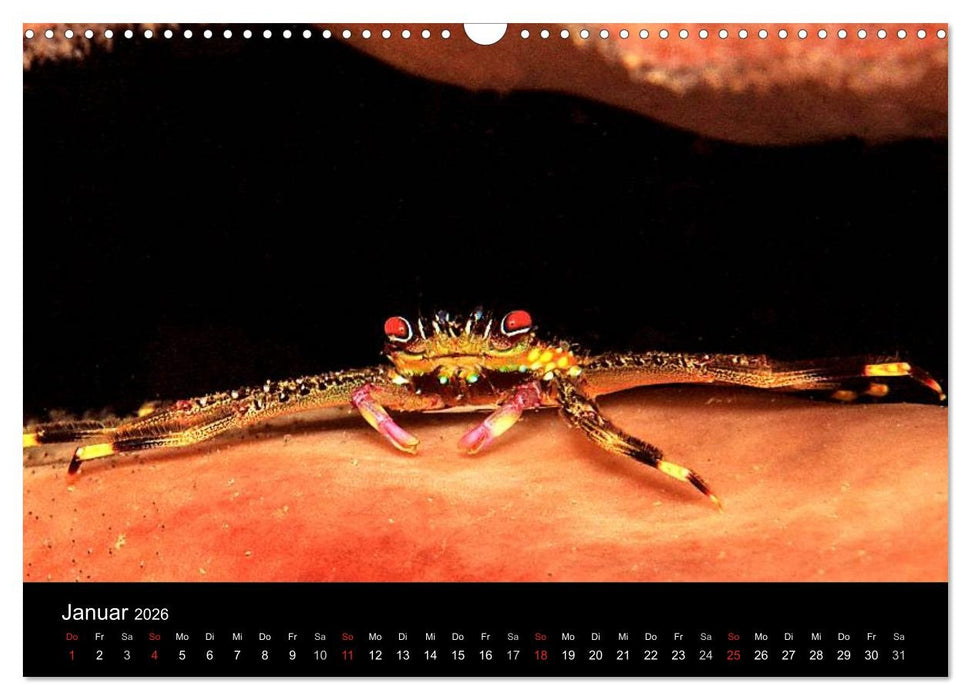 Faszination Makro Unterwasser (CALVENDO Wandkalender 2026)