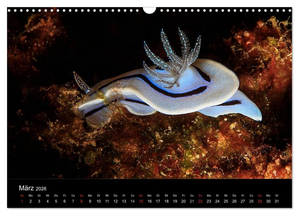 Faszination Makro Unterwasser (CALVENDO Wandkalender 2026)
