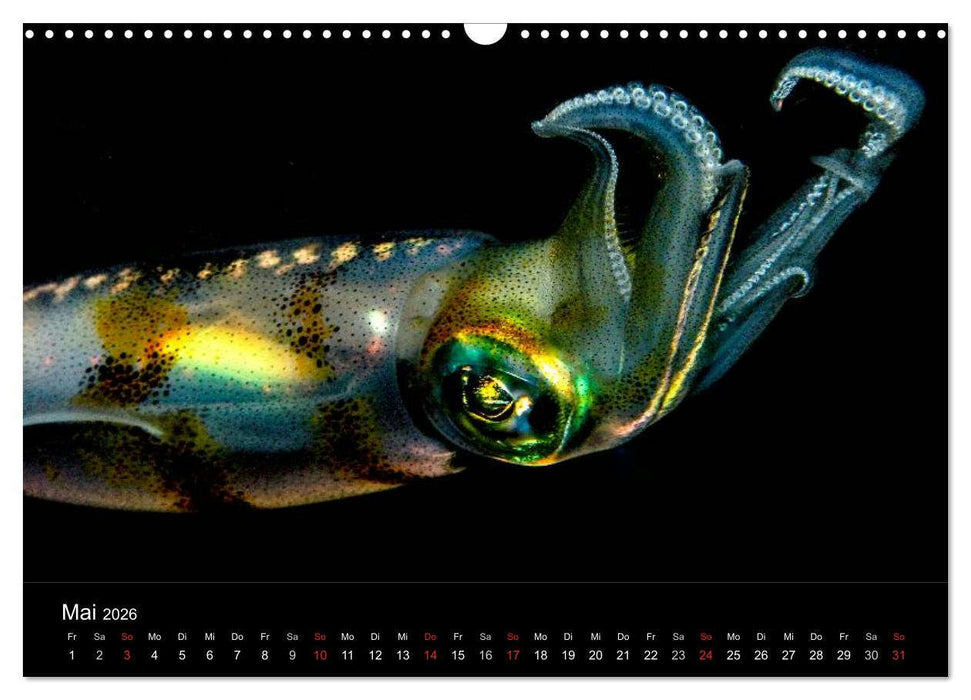 Faszination Makro Unterwasser (CALVENDO Wandkalender 2026)