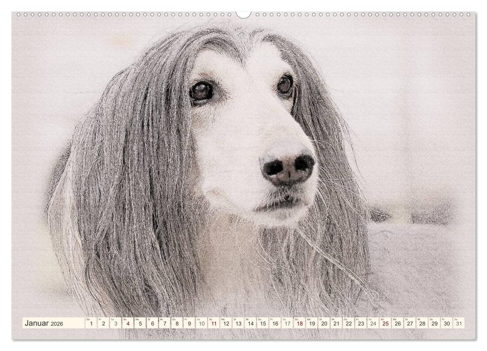Windhunde 2026 (CALVENDO Premium Wandkalender 2026)