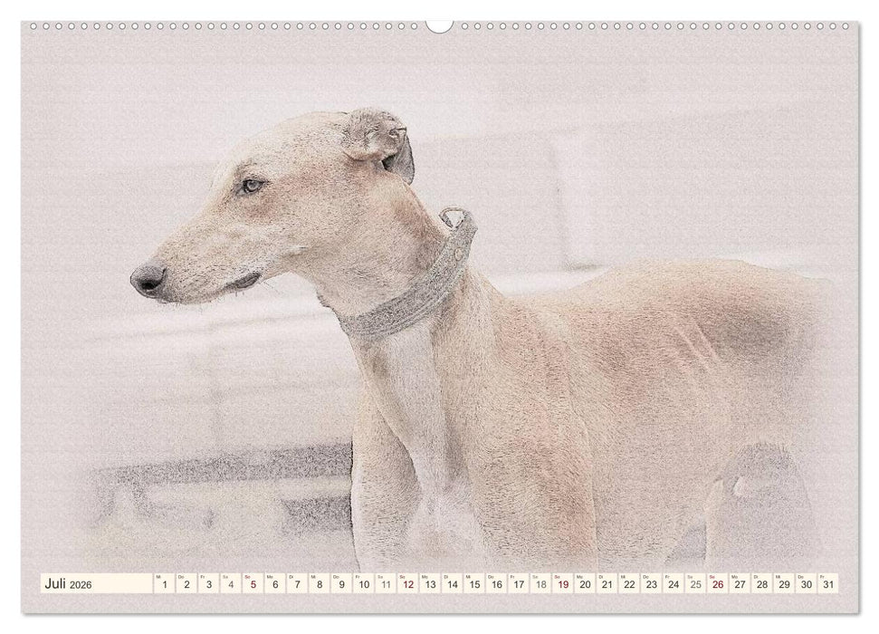 Windhunde 2026 (CALVENDO Premium Wandkalender 2026)