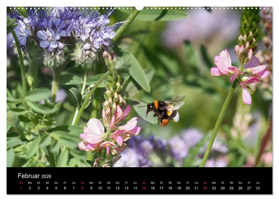 Hummelflug (CALVENDO Premium Wandkalender 2026)