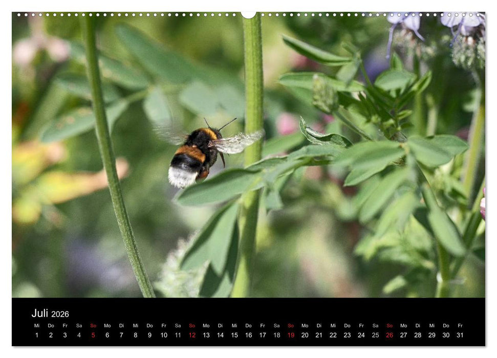Hummelflug (CALVENDO Premium Wandkalender 2026)