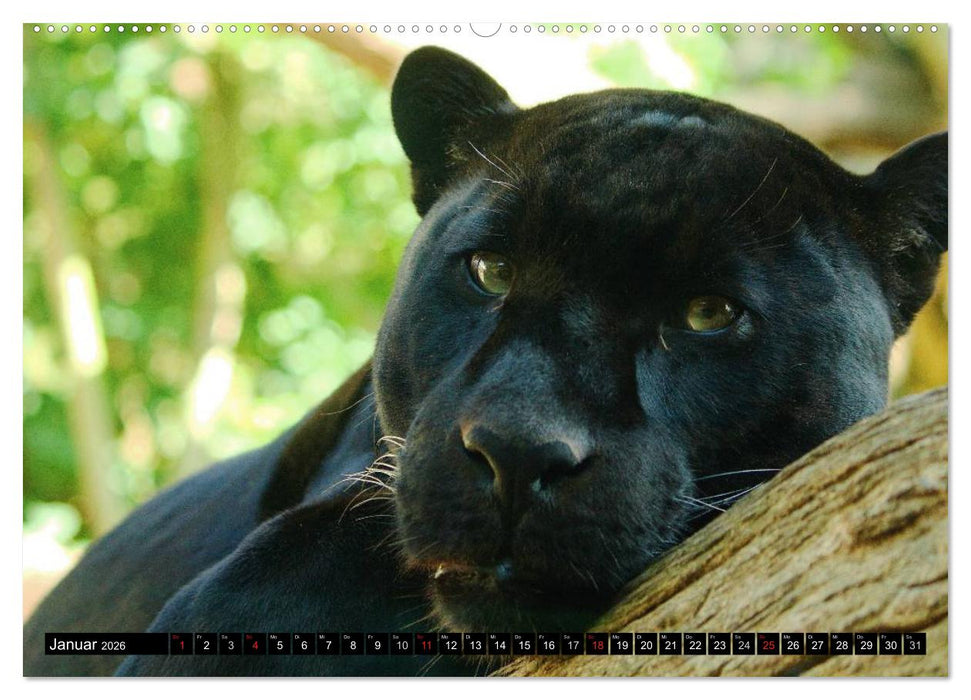 Regenwald • Tiere im Dschungel (CALVENDO Premium Wandkalender 2026)