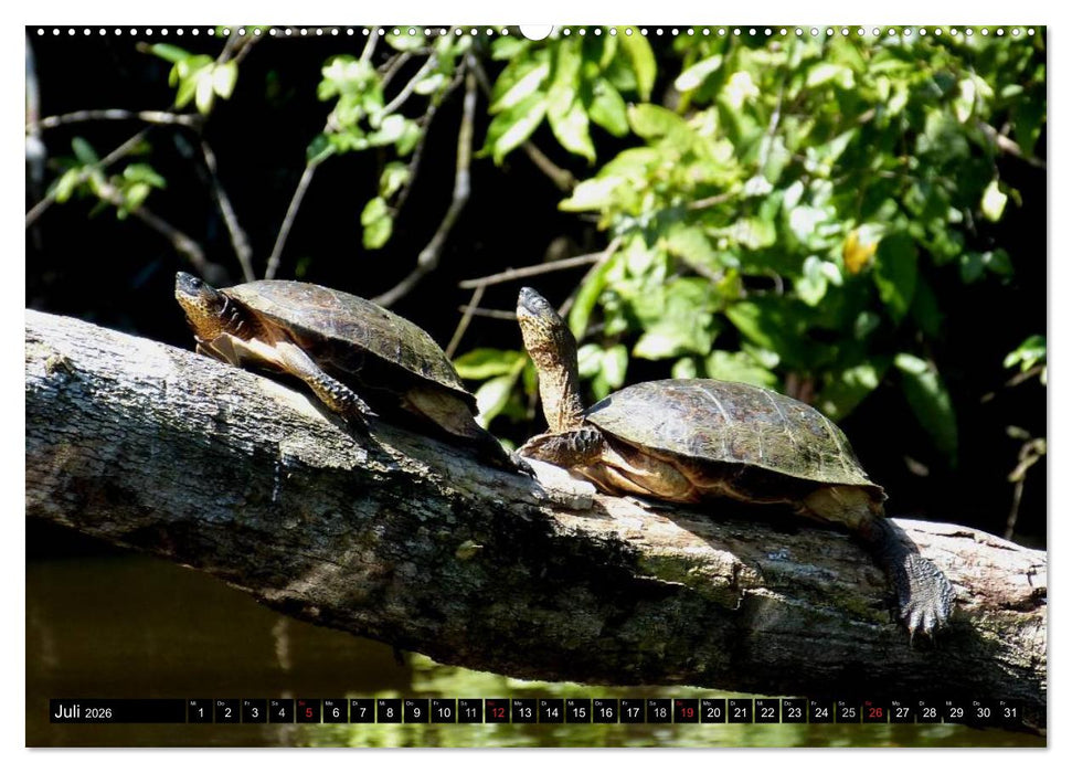 Regenwald • Tiere im Dschungel (CALVENDO Premium Wandkalender 2026)