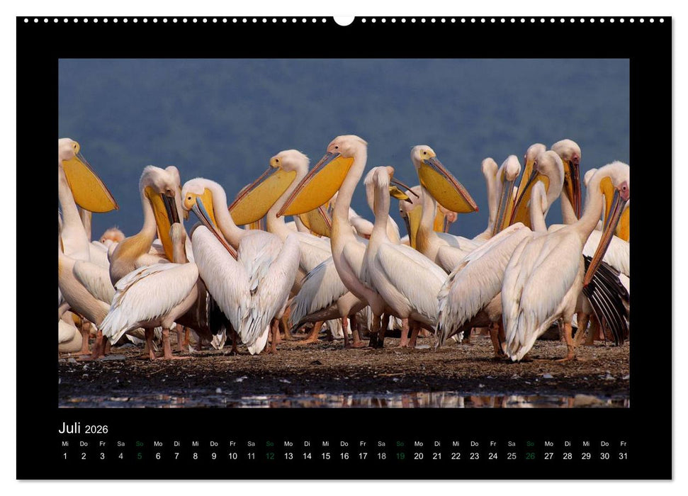 Wilde Tiere Afrikas (CALVENDO Premium Wandkalender 2026)