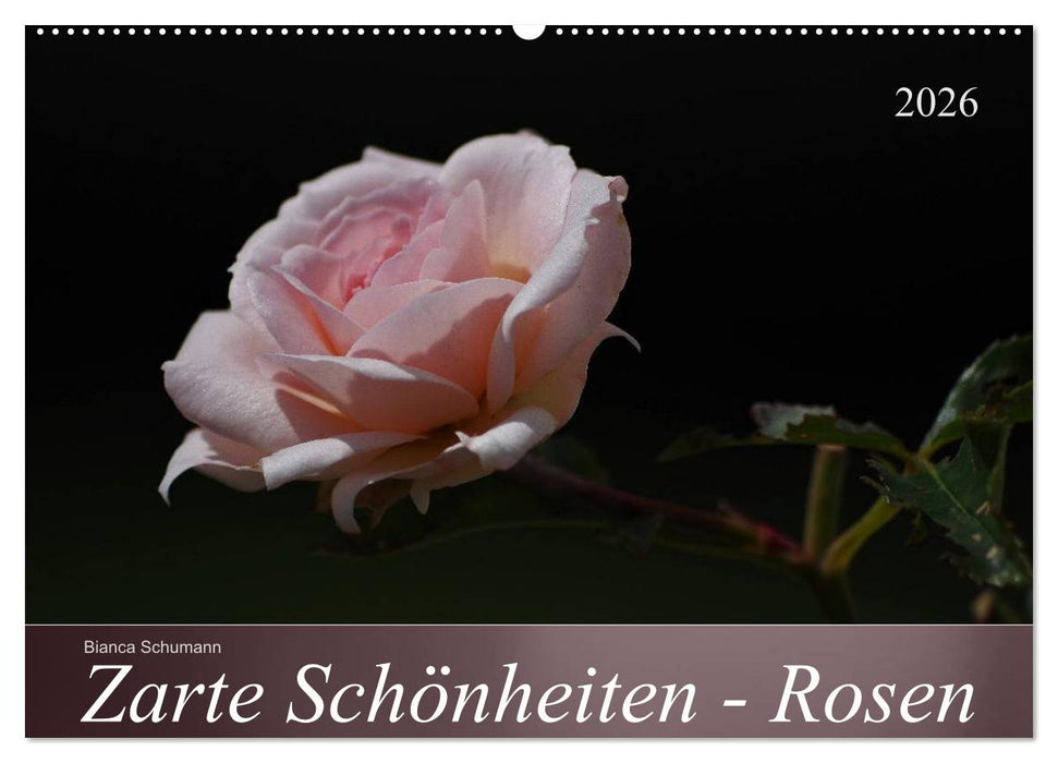 Zarte Schönheiten - Rosen (CALVENDO Wandkalender 2026)