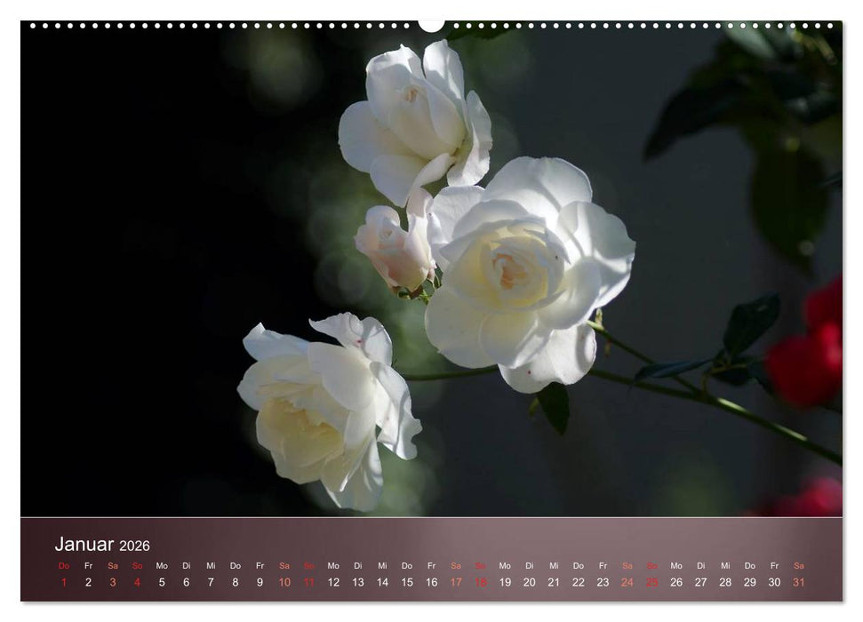 Zarte Schönheiten - Rosen (CALVENDO Wandkalender 2026)