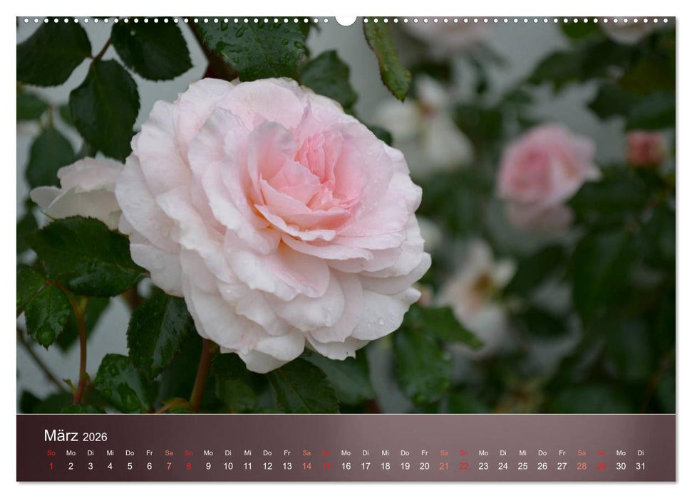 Zarte Schönheiten - Rosen (CALVENDO Wandkalender 2026)