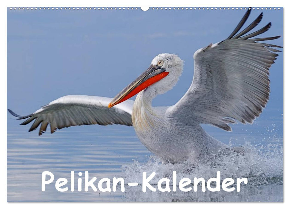 Pelikan-Kalender (CALVENDO Wandkalender 2026)