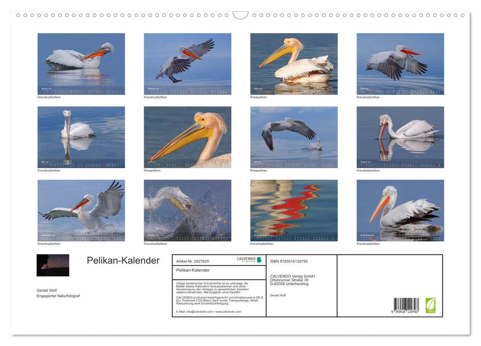 Pelikan-Kalender (CALVENDO Wandkalender 2026)